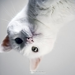 Katzenfotografie Katzen-Fotoshooting