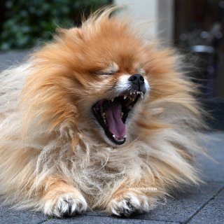„Ich bin ein gefährlicher Löwe!“ Einige Hunde können sich beim Fotoshooting spielend in andere Tiere verwandeln.