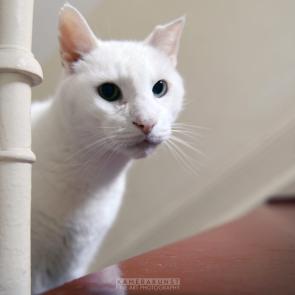Katzenfotografie 😻 Katzenfotograf mit Herz für einzigartige und berührende Katzenfotos