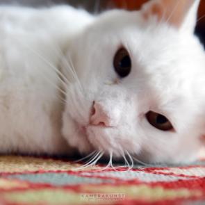 Katzenfotografie 😻 Katzenfotograf mit Herz für einzigartige und berührende Katzenfotos